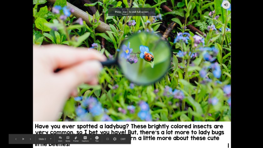 An image of a hand holding a magnifying glass to grass aand flowers. There's a ladybug in the middle of the magnifying glass. Underneath, there's text that says, "Have you ever spotted a lady bug? These brightly colored insects are very common.